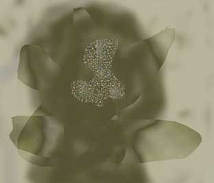 yanle3.jpg (4475 �ֽ�)