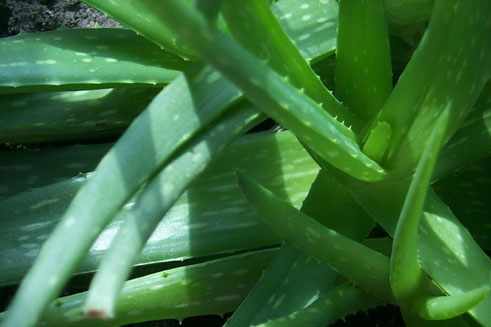 015.jpg (36744 �ֽ�)