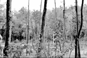 x21.jpg (10780 �ֽ�)