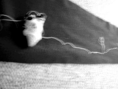 babyx.jpg (15002 bytes)